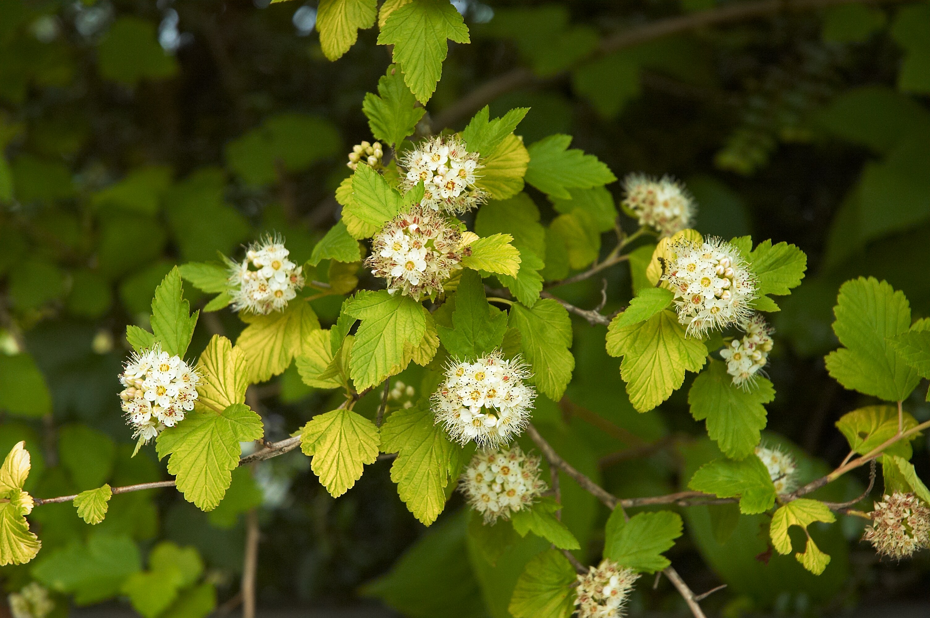 Physocarpus opulifolius 'Luteus'